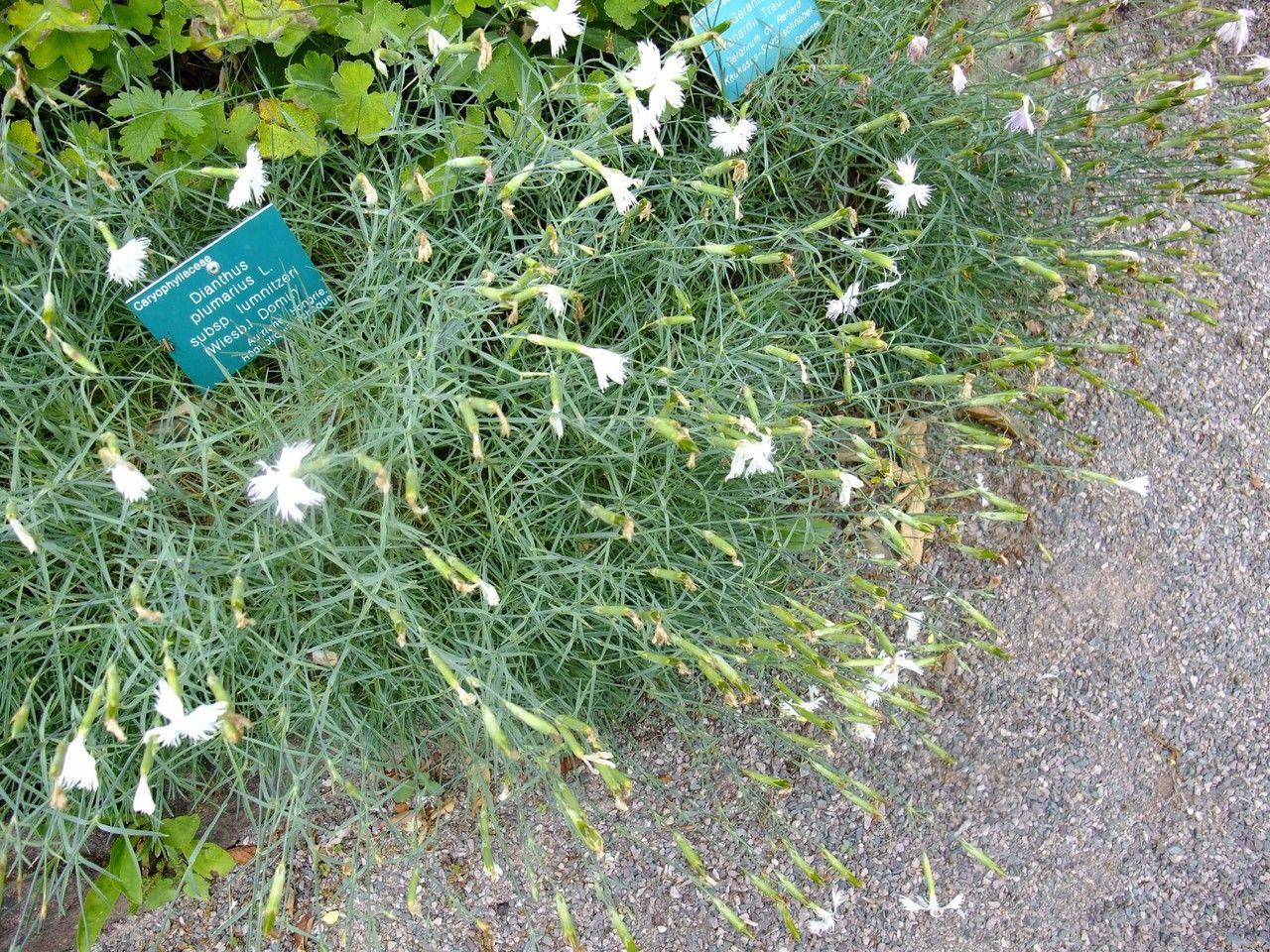 Oeillet mignardise en fleur sur un mur de pierre sèche, avec feuillage gris-vert