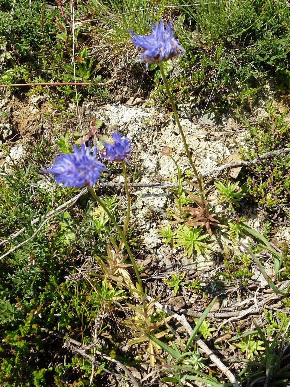 Blaue Pompom-Bluten von Jasione laevis im Felsengarten
