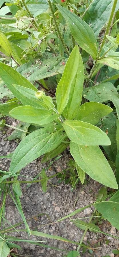 Arnica chamissonis met gele bloemhoofden en groene bladeren