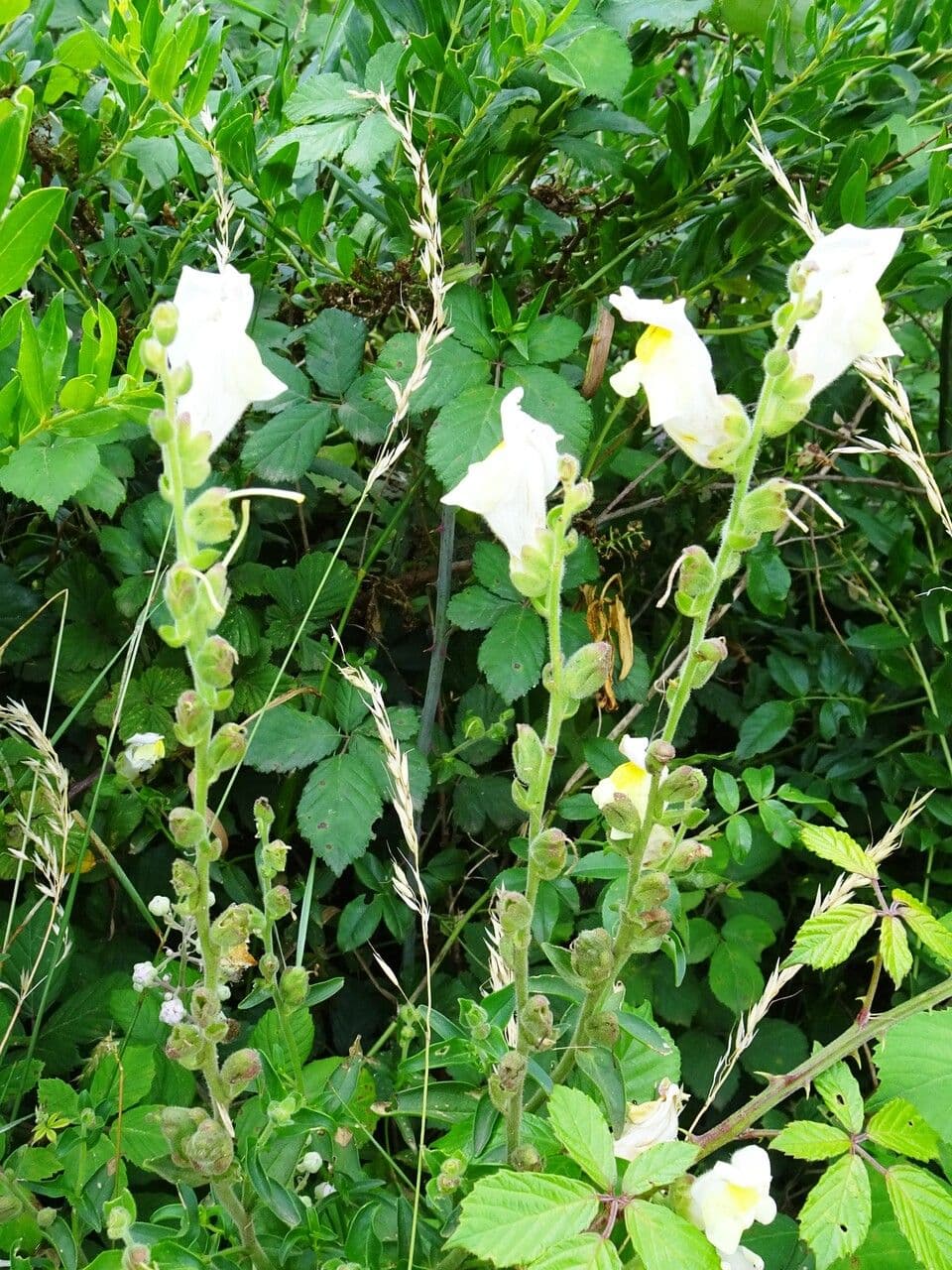 Plante muflier de Sicile avec fleurs blanches dans jardin mediterraneen