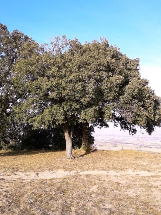 Evergreen Oak displaying dense foliage and elegant branching