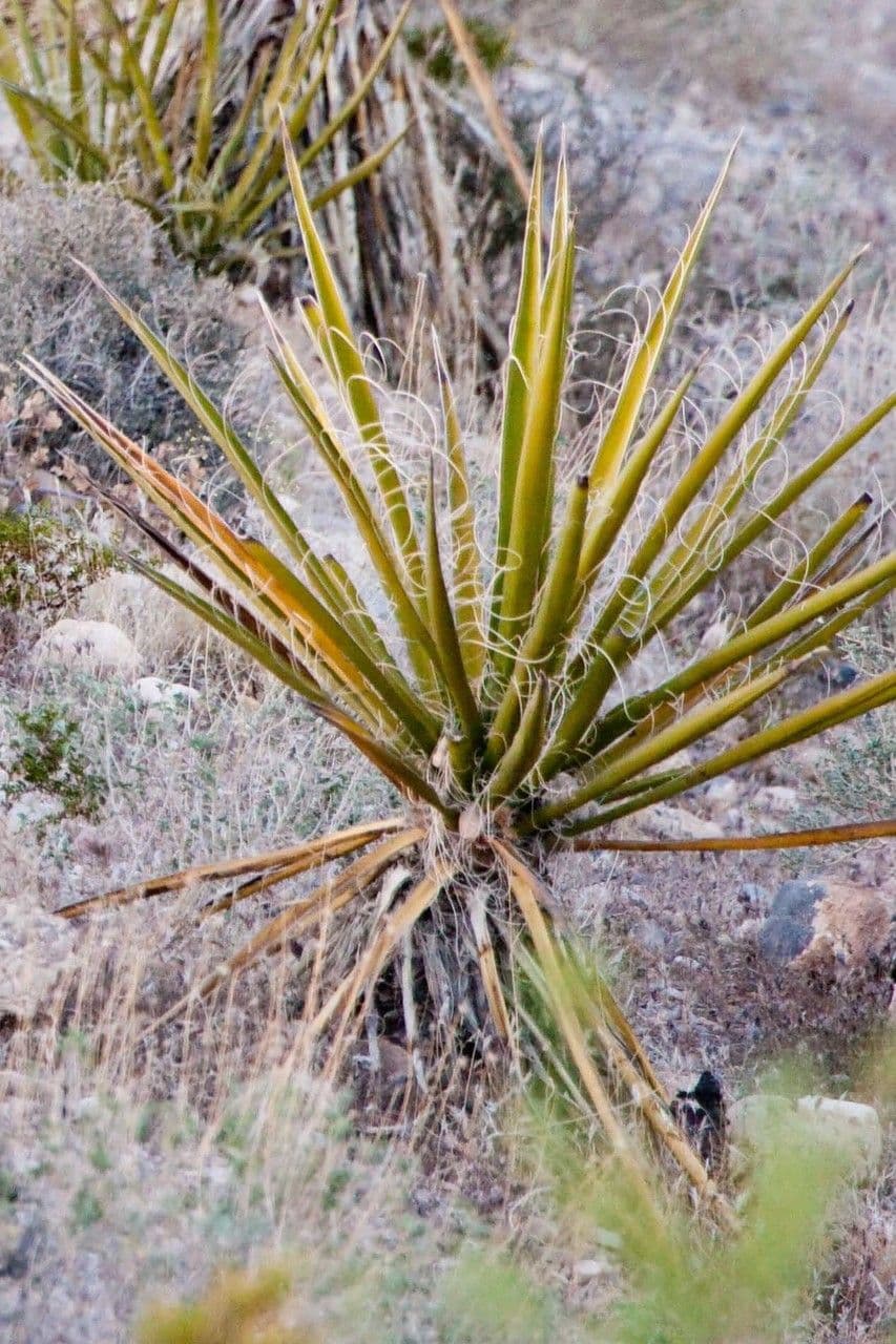 Banana Yucca with white flowers in desert landscape