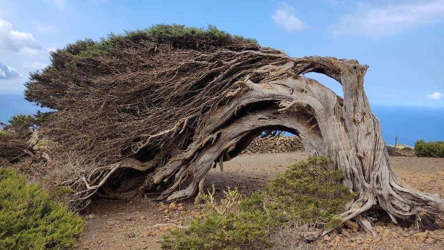 Juniperus thurifera auf einer sonnigen, felsigen Hanglage in Südfrankreich mit duftendem Harzgehalt