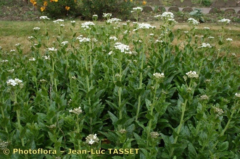 Cresson a l'ail avec fleurs blanches et feuilles vertes
