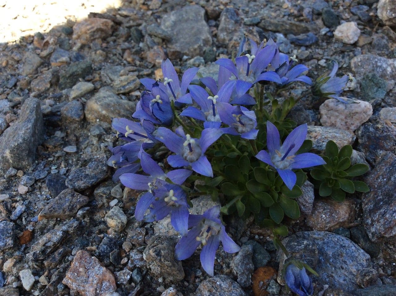 Soft blue flowers of Campanula cenisia with fine foliage