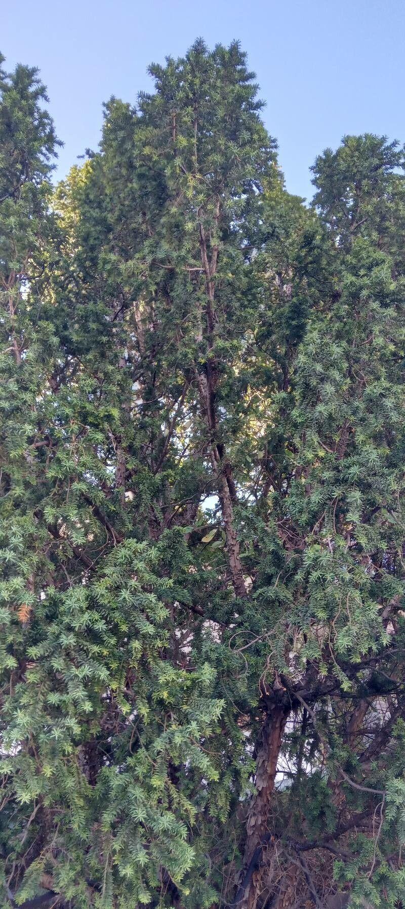 Japanische Eibe in einem formellen Garten mit dunkelgrünen Nadeln und kompakter Wuchsform