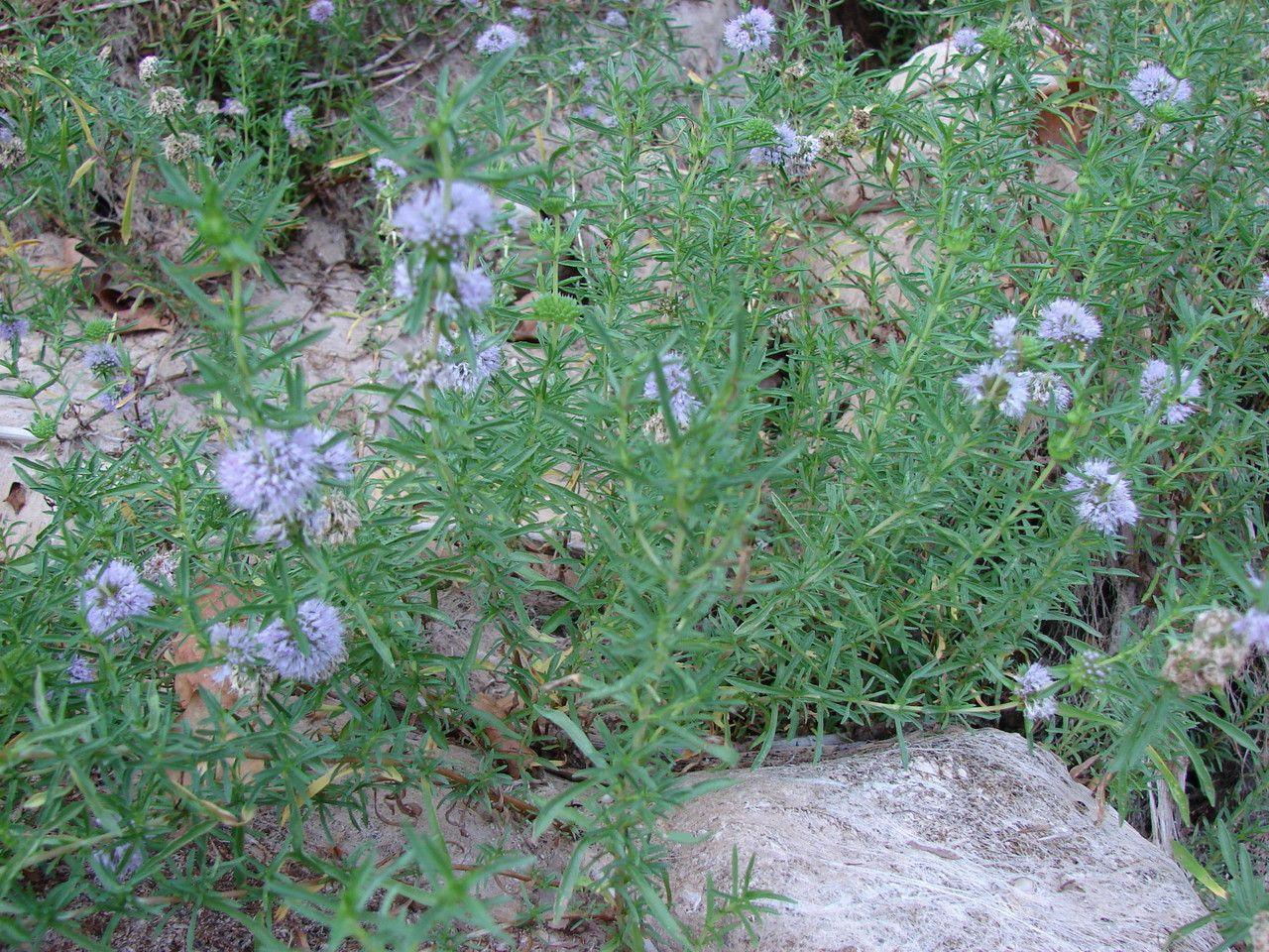 Mentha cervina mit violetten Blüten in voller Sonne auf einem trockenen Beet