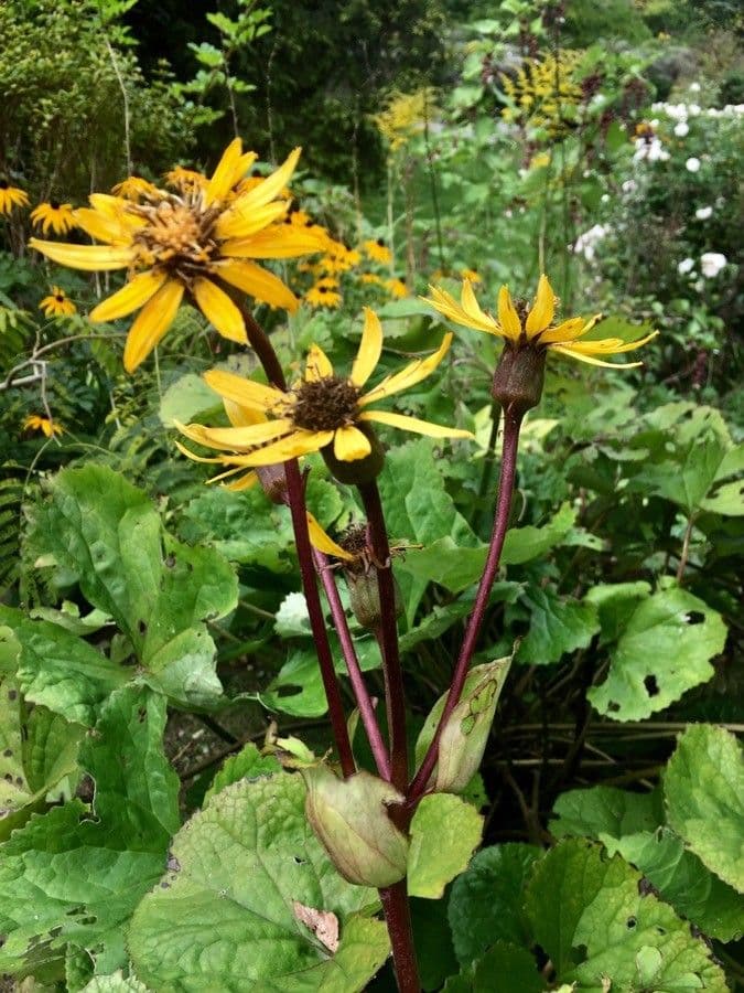 Siberische ligularia plant met gele bloemen