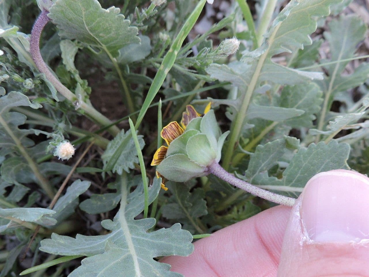 Gelbe Blüten der Schokoladenblume Berlandiera lyrata in einem trockenen Gartenbeet