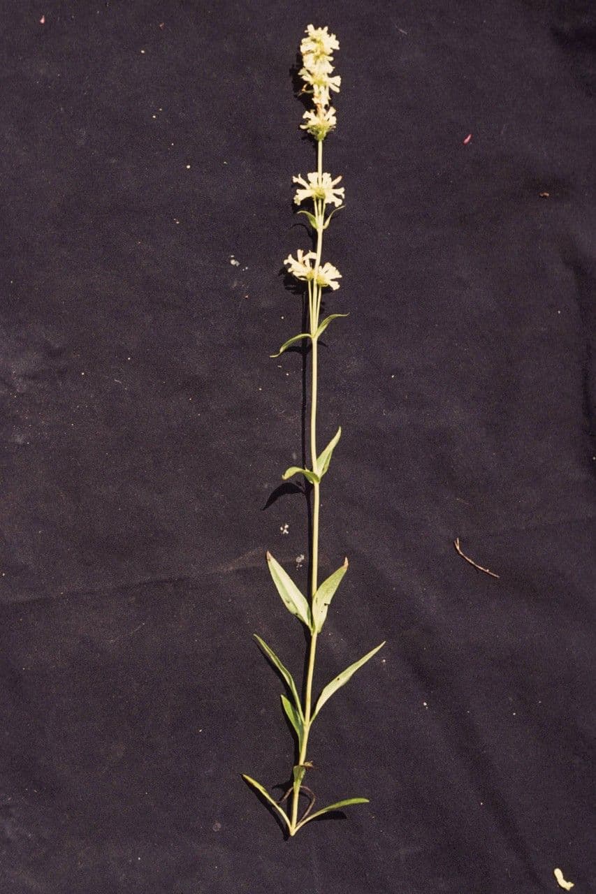 Penstemon confertus in bloom with creamy yellow tubular flowers
