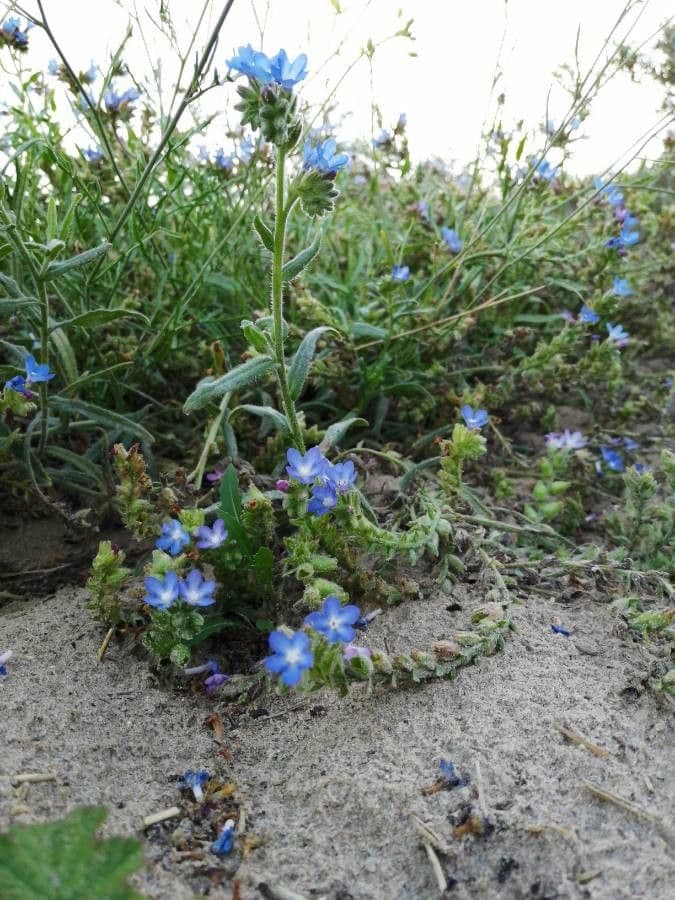Anchusa crispa plant with blue flowers and wavy leaves