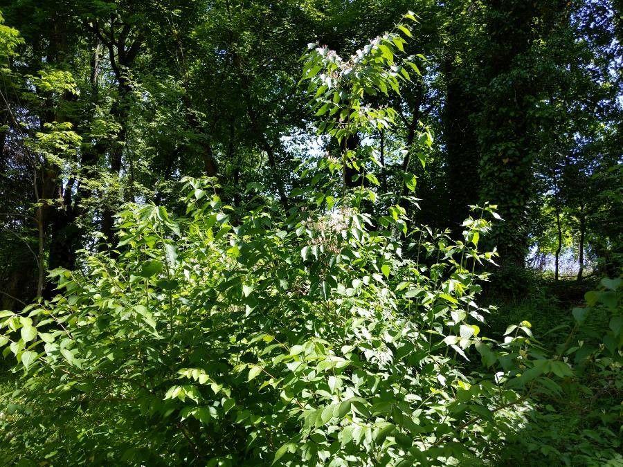 Maack-Heckenkirsche mit cremeweißen Blüten und glänzendem Laub in einem naturnahen Gartenbereich
