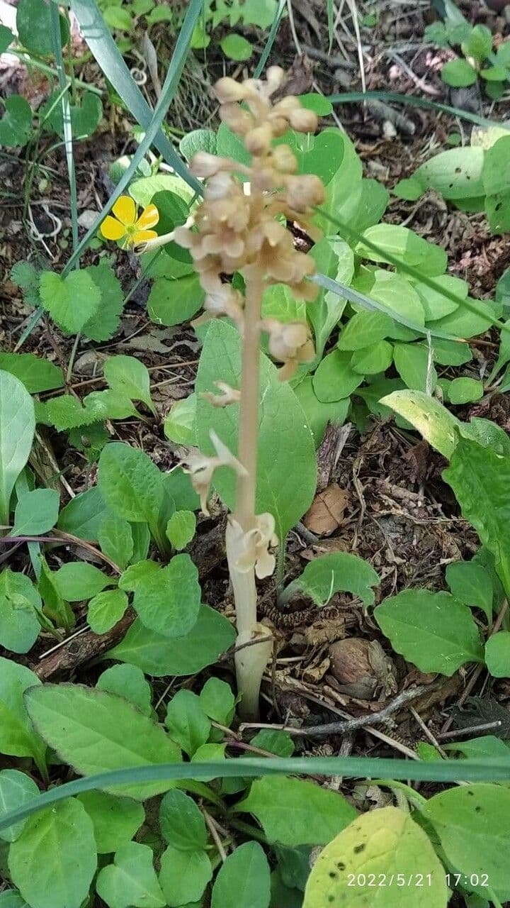 Bird's-nest orchid showing distinctive brown flower clusters in natural forest environment