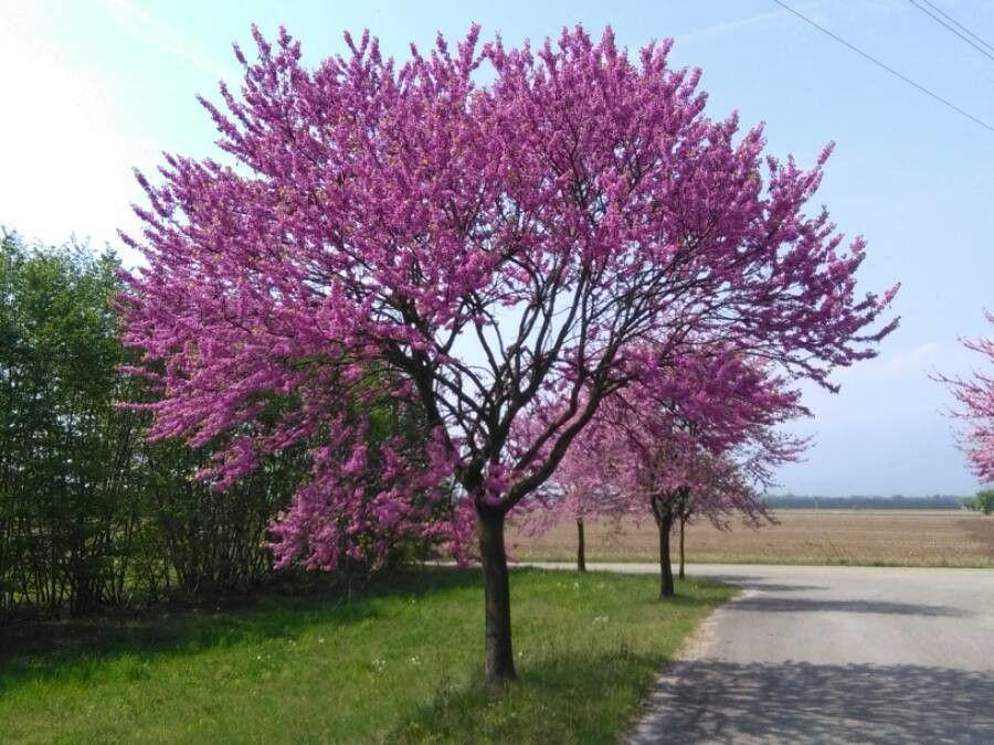 Arbre de Judée en fleurs avec des fleurs roses pourpres qui poussent directement sur les branches