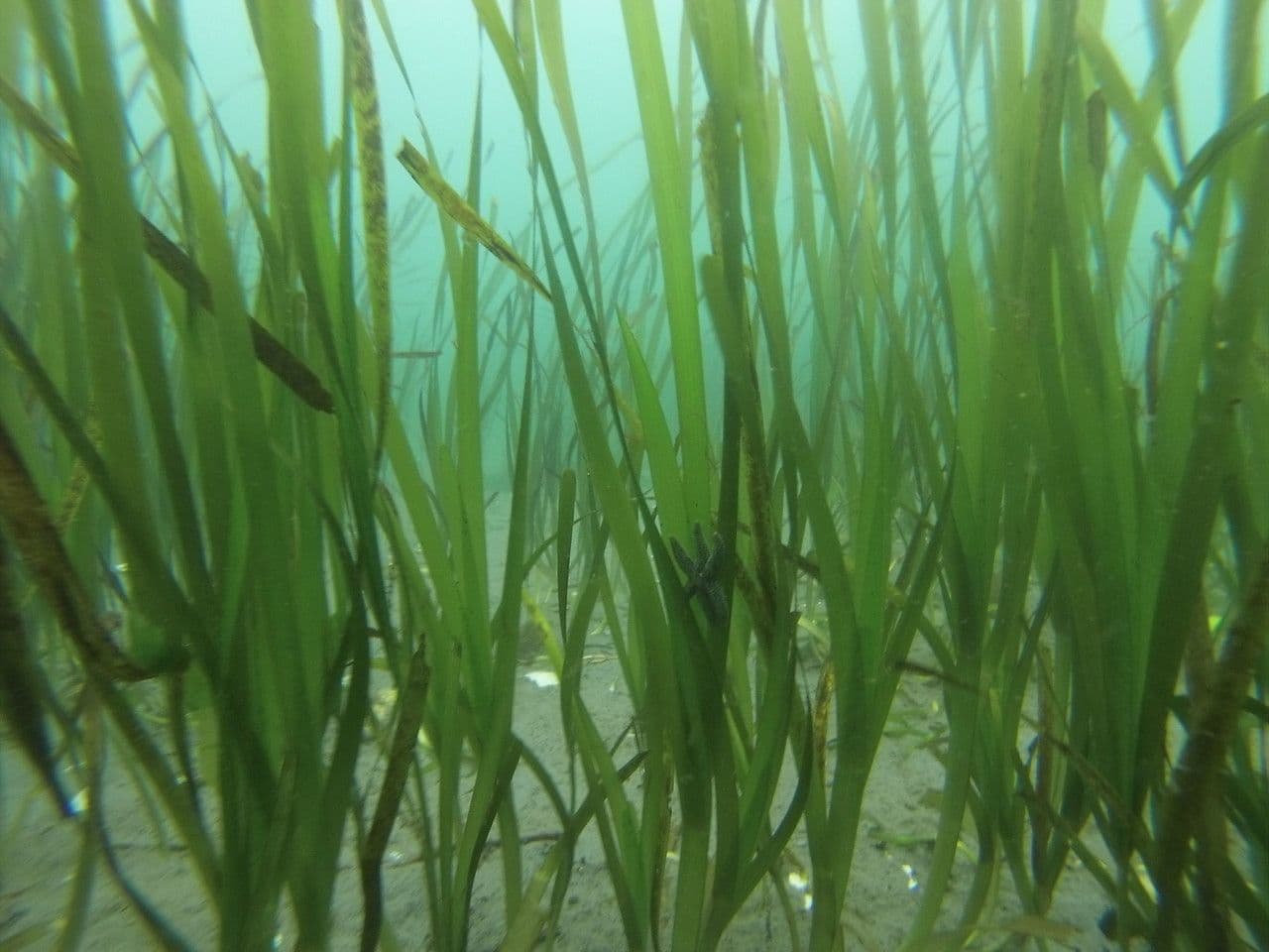 Eelgrass meadows underwater