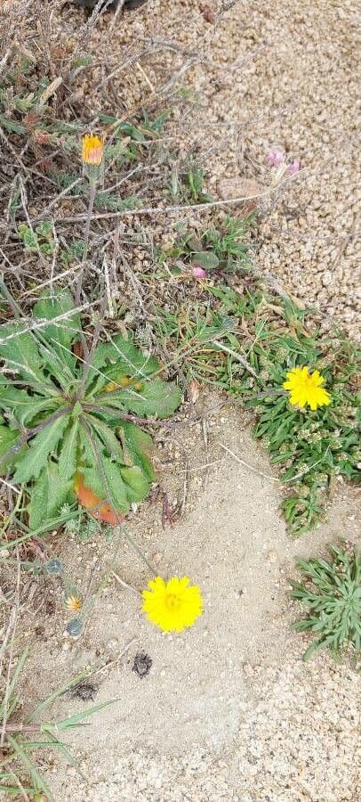 Crepis sancta aux fleurs jaunes et feuillage caracteristique