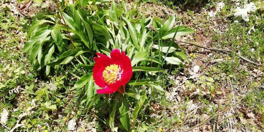 Klebrige Pfingstrose in voller Blüte in einer sonnigen Beetanlage