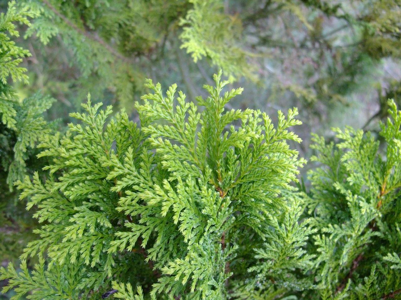 Sawara-cypress in a garden setting with feathery foliage and upright form