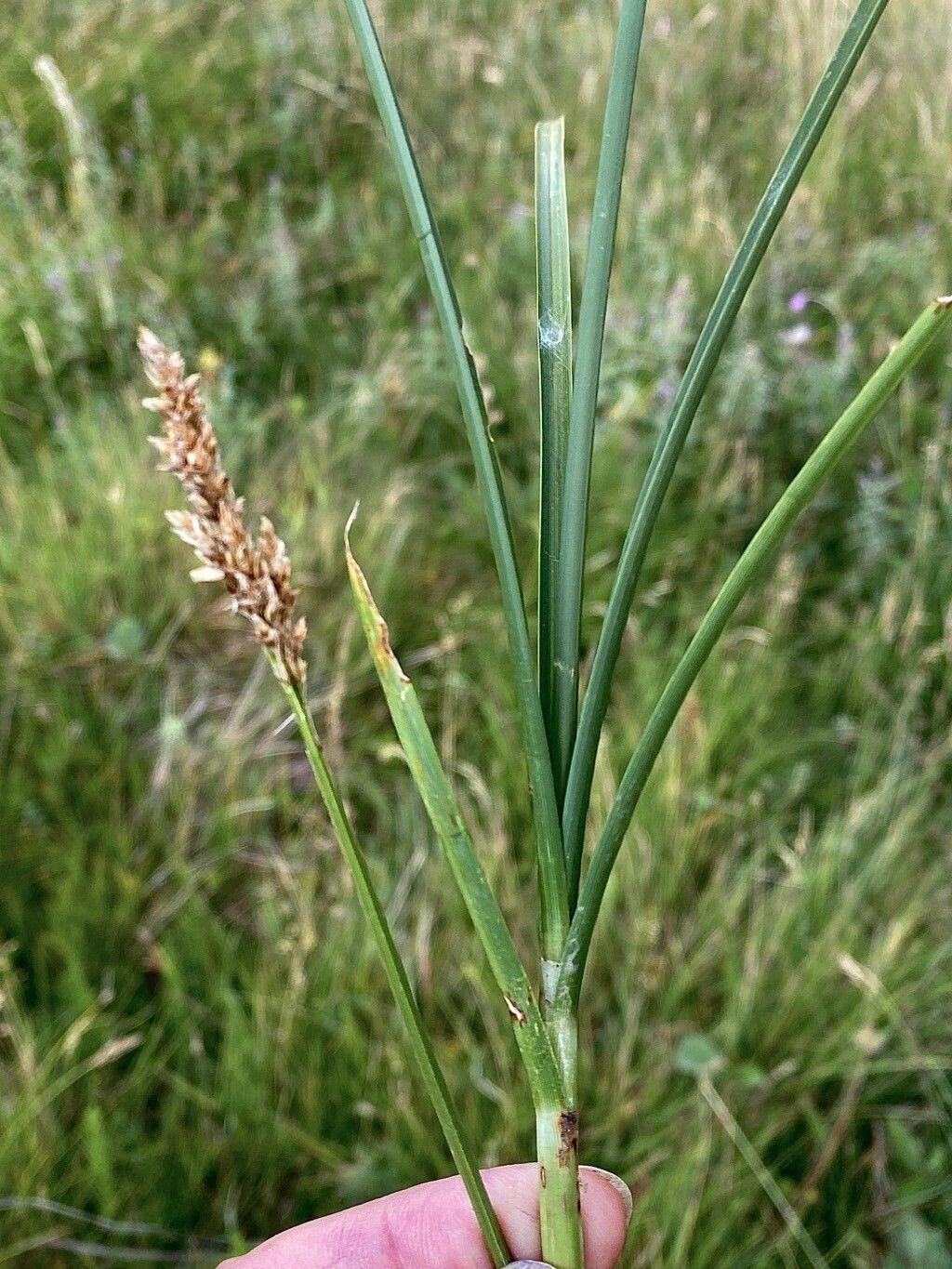 Draht-Segge (Carex diandra) am Teichrand mit zarten grünlichen Ährchen im Frühsommer