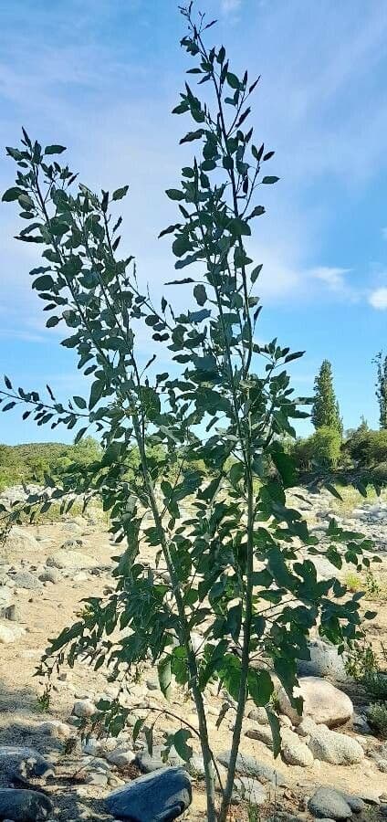 Gele bloemen van Nicotiana glauca aan dichte takken