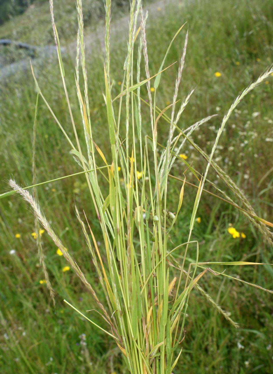 Gaudinia fragilis in full bloom on a rocky, sun-drenched terrace
