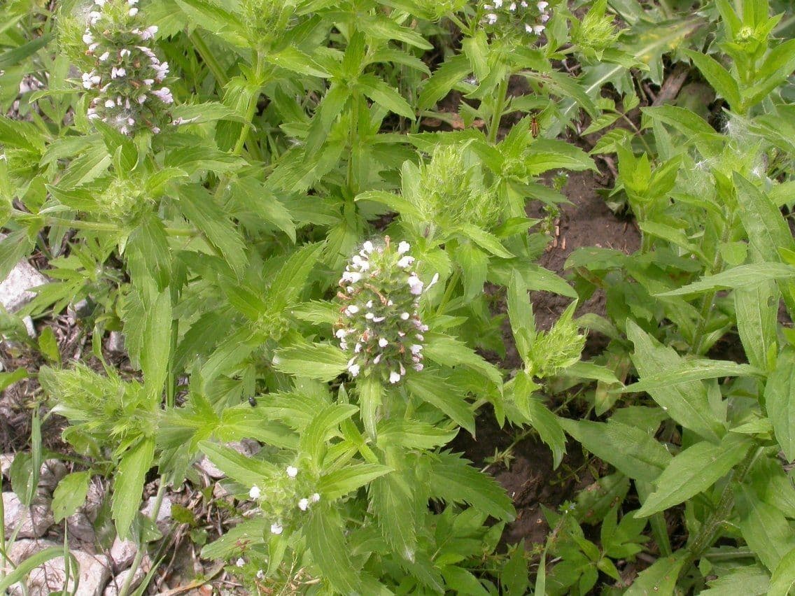Violet-blue flowers of American dragonhead (Dracocephalum parviflorum)