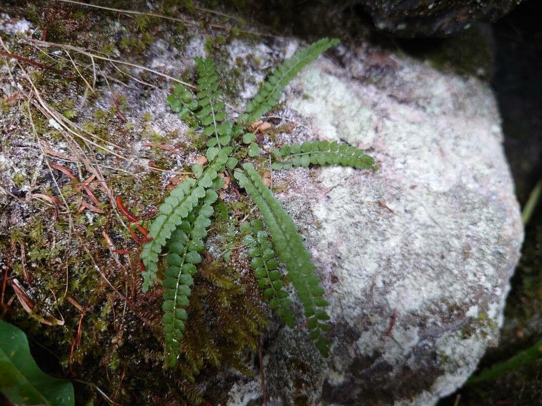 Green spleenwort (Asplenium viride) growing in a crevice of a limestone wall, surrounded by moss and damp air.