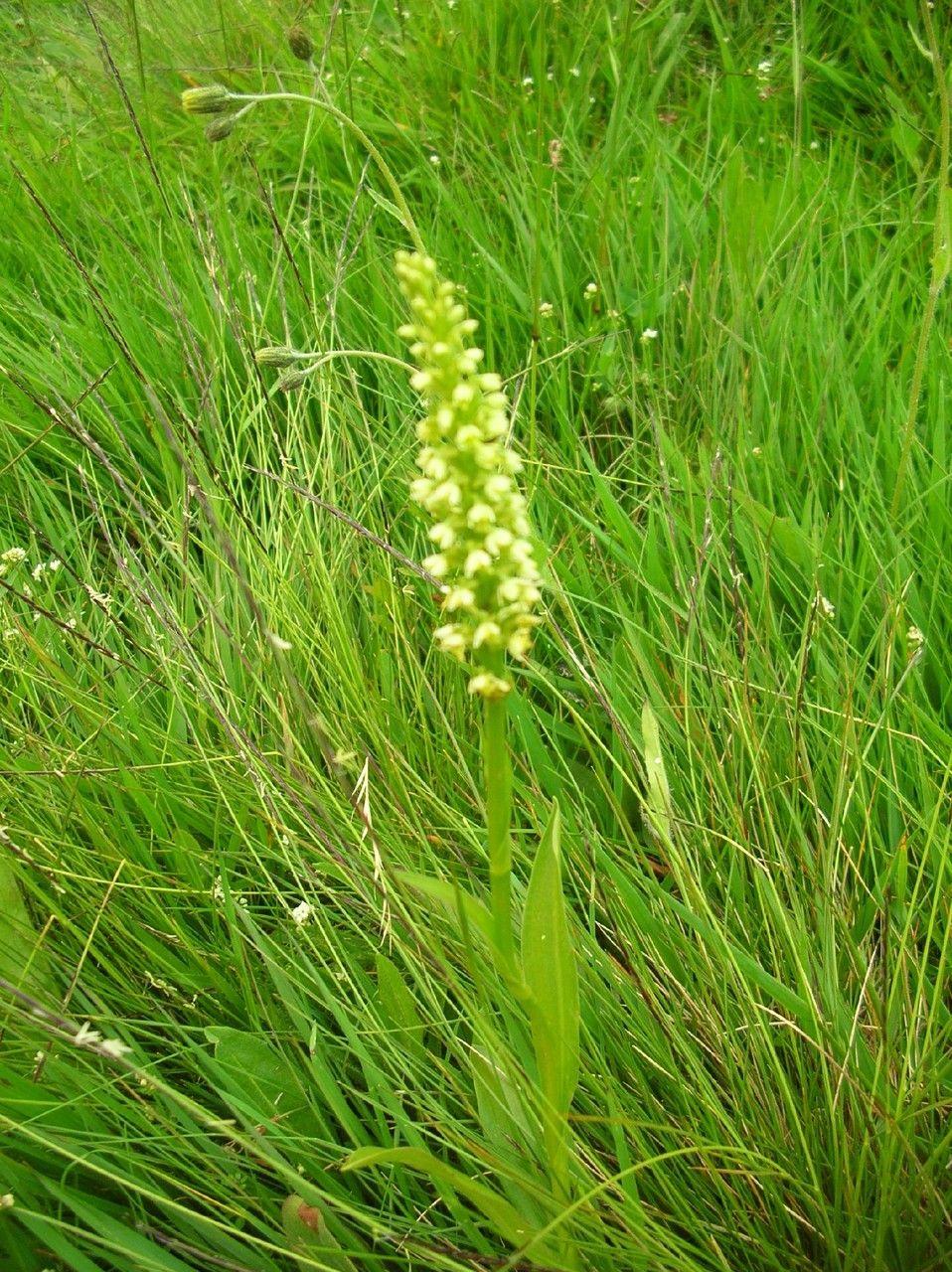 Un groupe d'orchis musc en fleurs sous la lumière tamisée d'un sous-bois, avec leurs petites fleurs jaunes le long d'une lisière humide