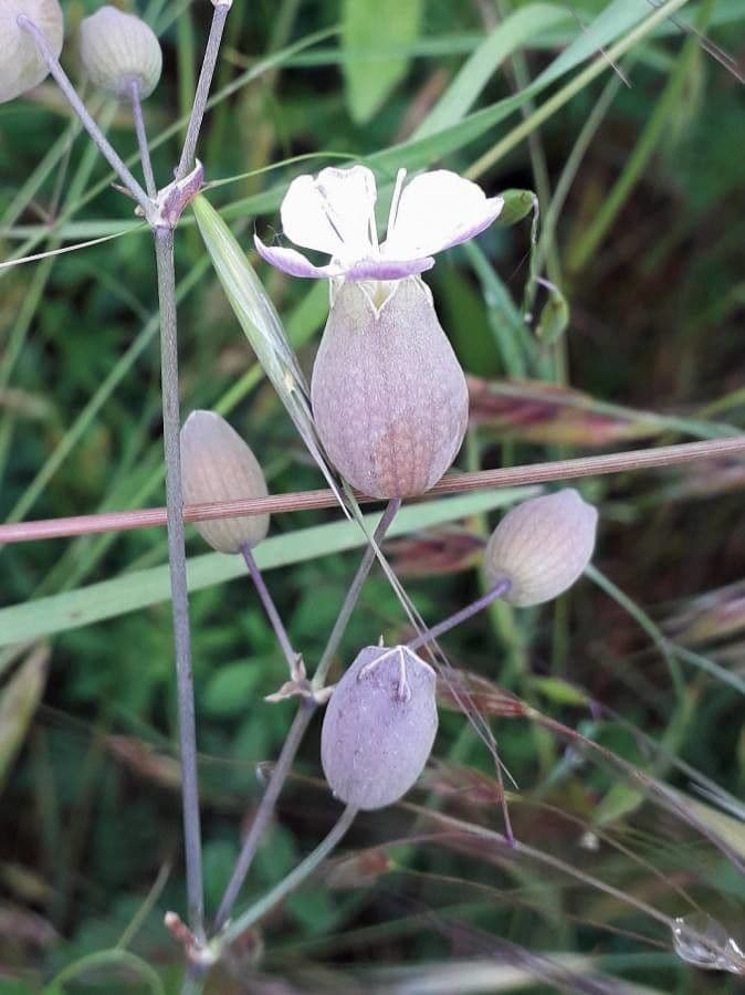 Silene vulgaris mit charakteristischen weissen Bluten und aufgeblasenen Kelchen