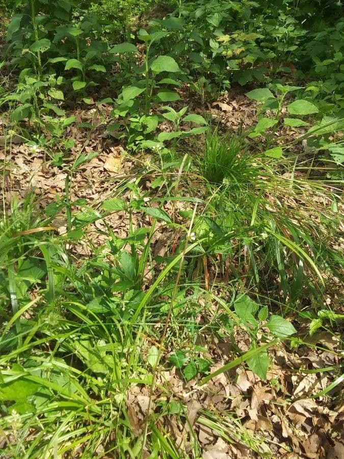 Blühende Schlitzblättrige Nelkenwurz (Geum laciniatum) mit tief eingeschnittenen Blättern