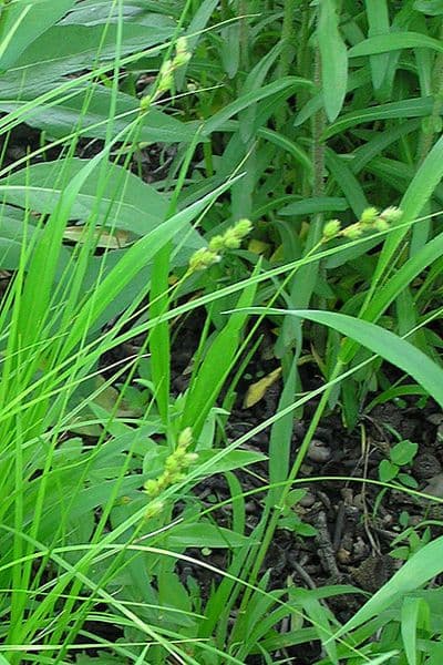 Carex tenera Zarte Segge Pflanze