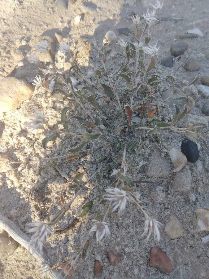Passerage de Davis (Lepidium davisii) dans un site fleuri dans l'ouest des Etats-Unis
