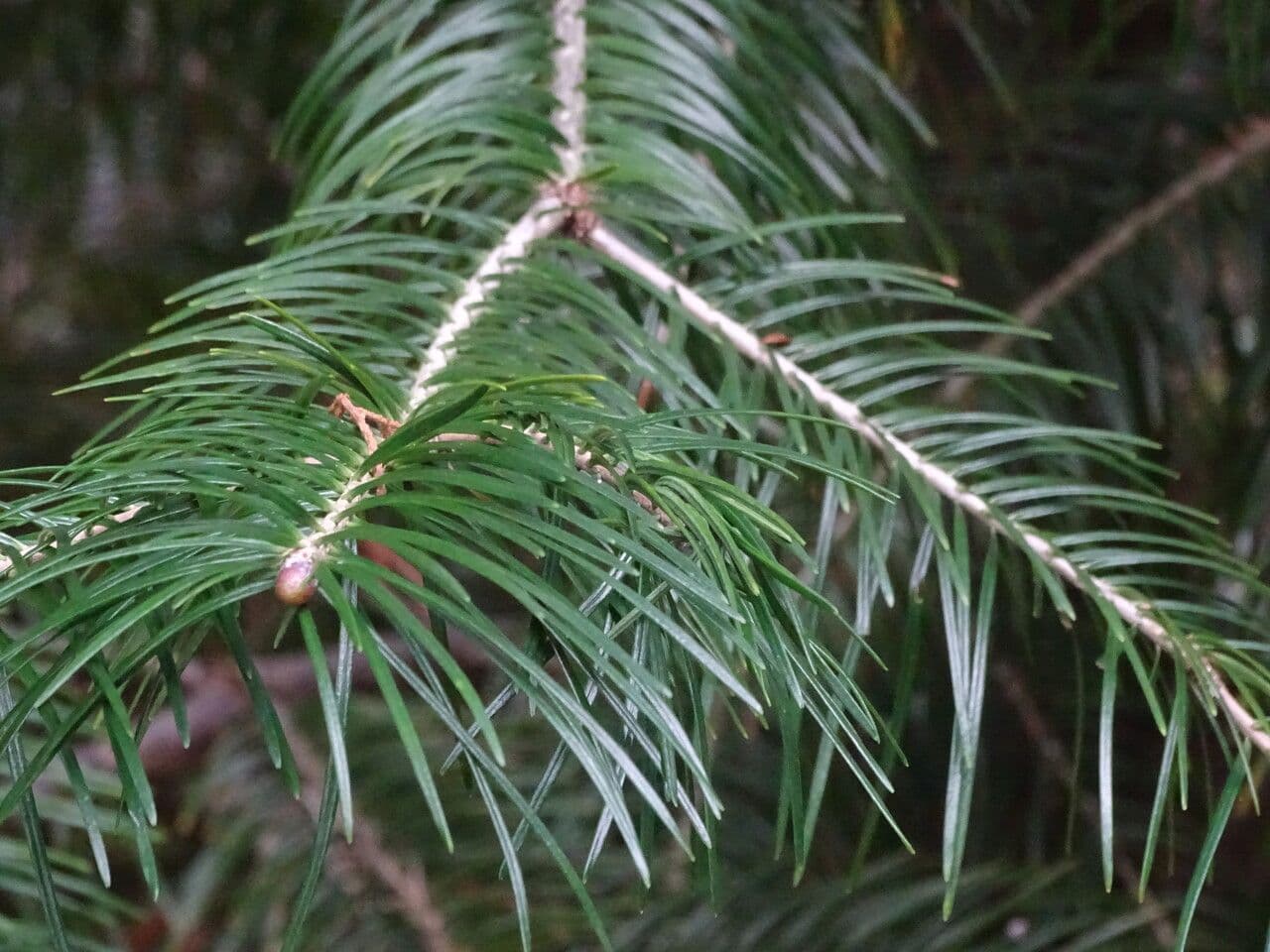 Picea crassifolia Konifere im Winter