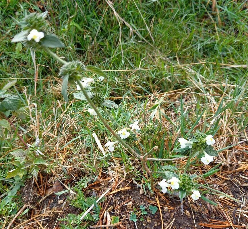 Gelber Hohlzahn mit blassgelben Blüten und behaarten Stängeln in einer feuchten, halbschattigen Rabatte
