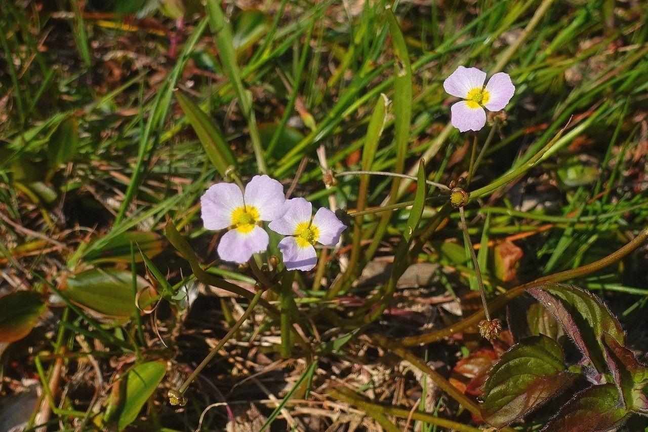 Baldellie fausse-renoncule en fleur au bord d’un marais naturel