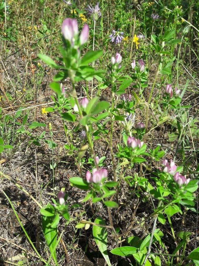 Ononis mitissima - bugrane méditerranéenne avec fleurs violettes en pleine floraison