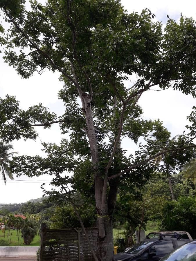 Arbre Hymenaea courbaril avec feuilles composees caracteristiques
