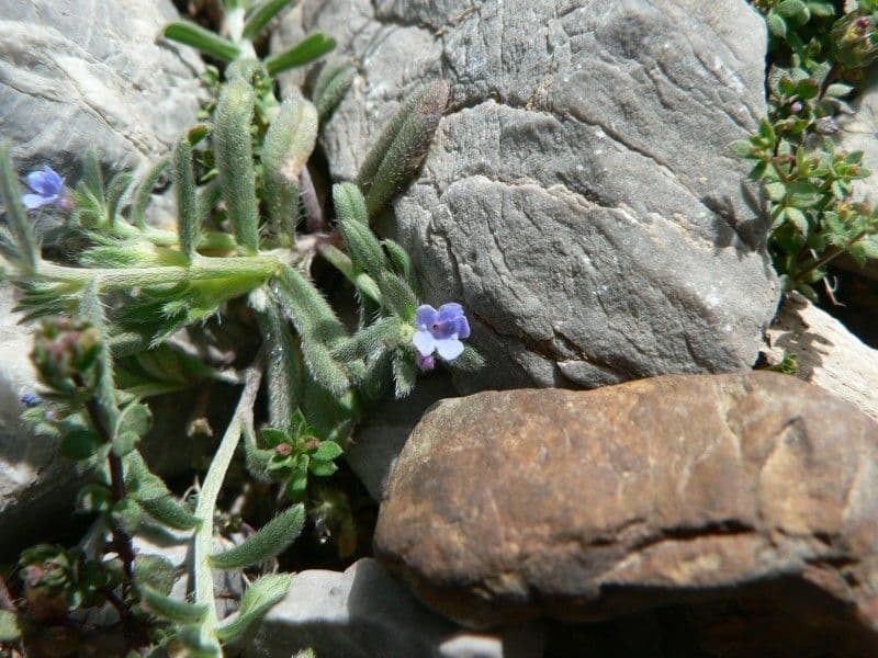 Buglossoides incrassata avec ses petites fleurs blanches sur un coteau calcaire ensoleille