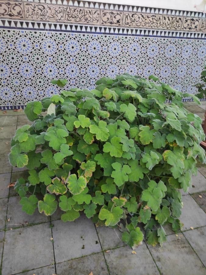 Weiche haarige Blatter von Pelargonium tomentosum mit kleinen Bluten