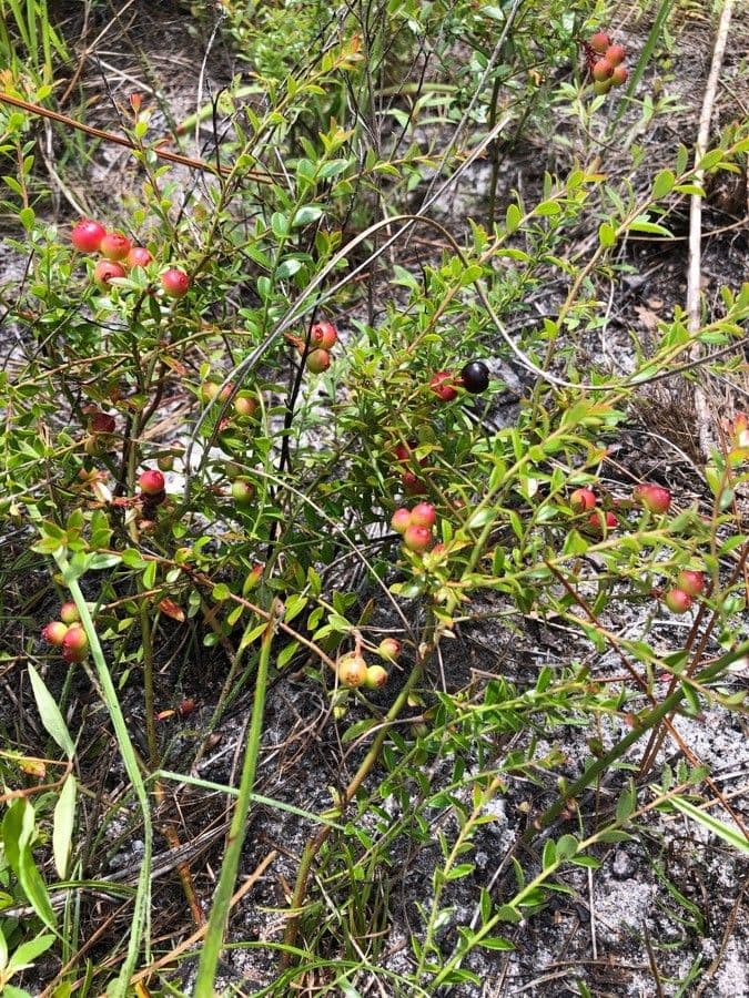 Vaccinium myrsinites low mat with shiny dark green leaves and small blue berries