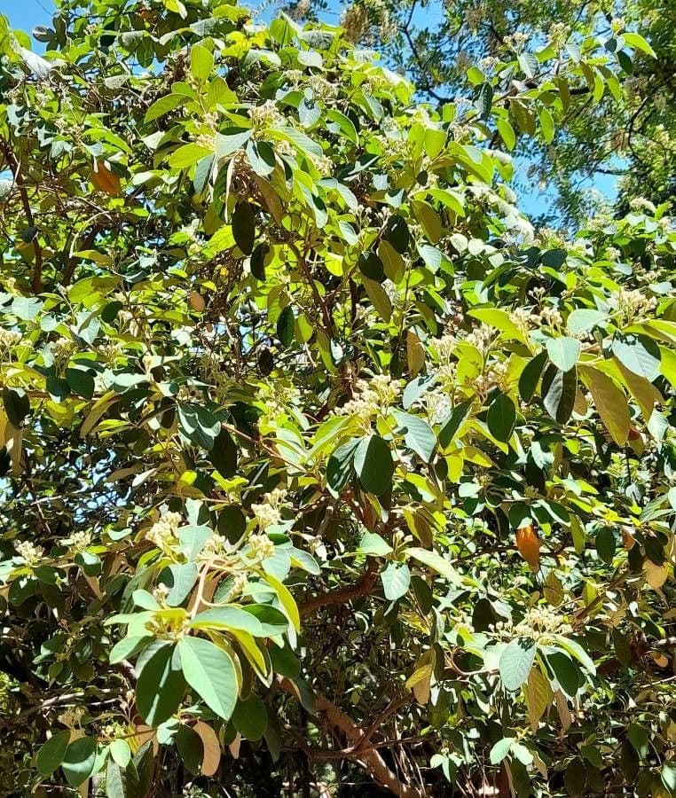 Glaucous cotoneaster with characteristic gray foliage and red berries