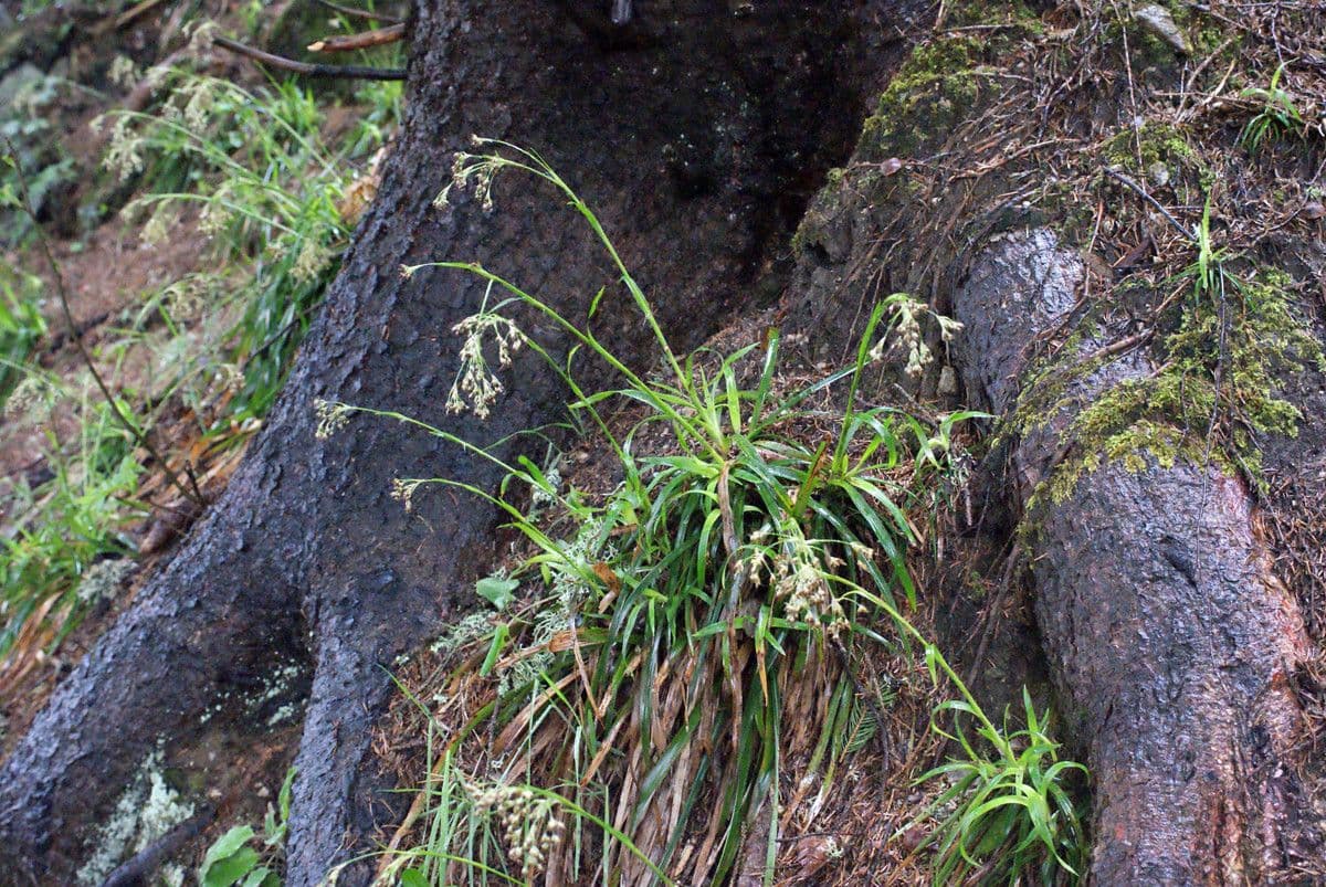 Great wood-rush with substantial tufts and elegant height variation