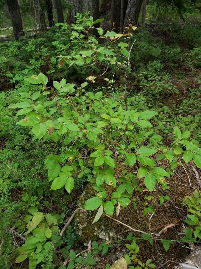 Vaccinium membranaceum fruit and foliage