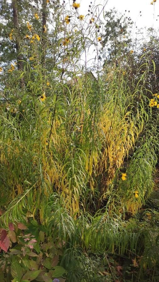Helianthus salicifolius met fijne bladeren en gele zonnebloemachtige bloemen