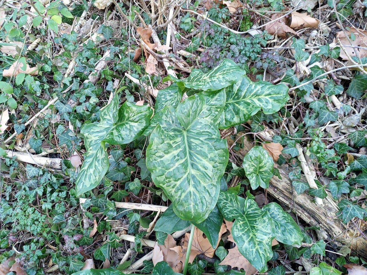 Italienischer Aronstab mit weißen Blüten und glänzenden Blättern in einem schattigen Gartenbereich