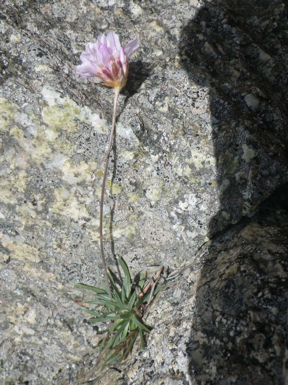 Armeria multiceps mit rosa-violetten kugeligen Bluetenkoepfen auf schlanken Stielen ueber einer niedrigen Blattrosette
