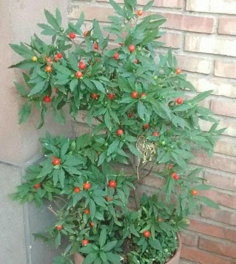 Jerusalemkirsche mit glänzenden Blättern und orangenen Früchten auf hellem Hintergrund