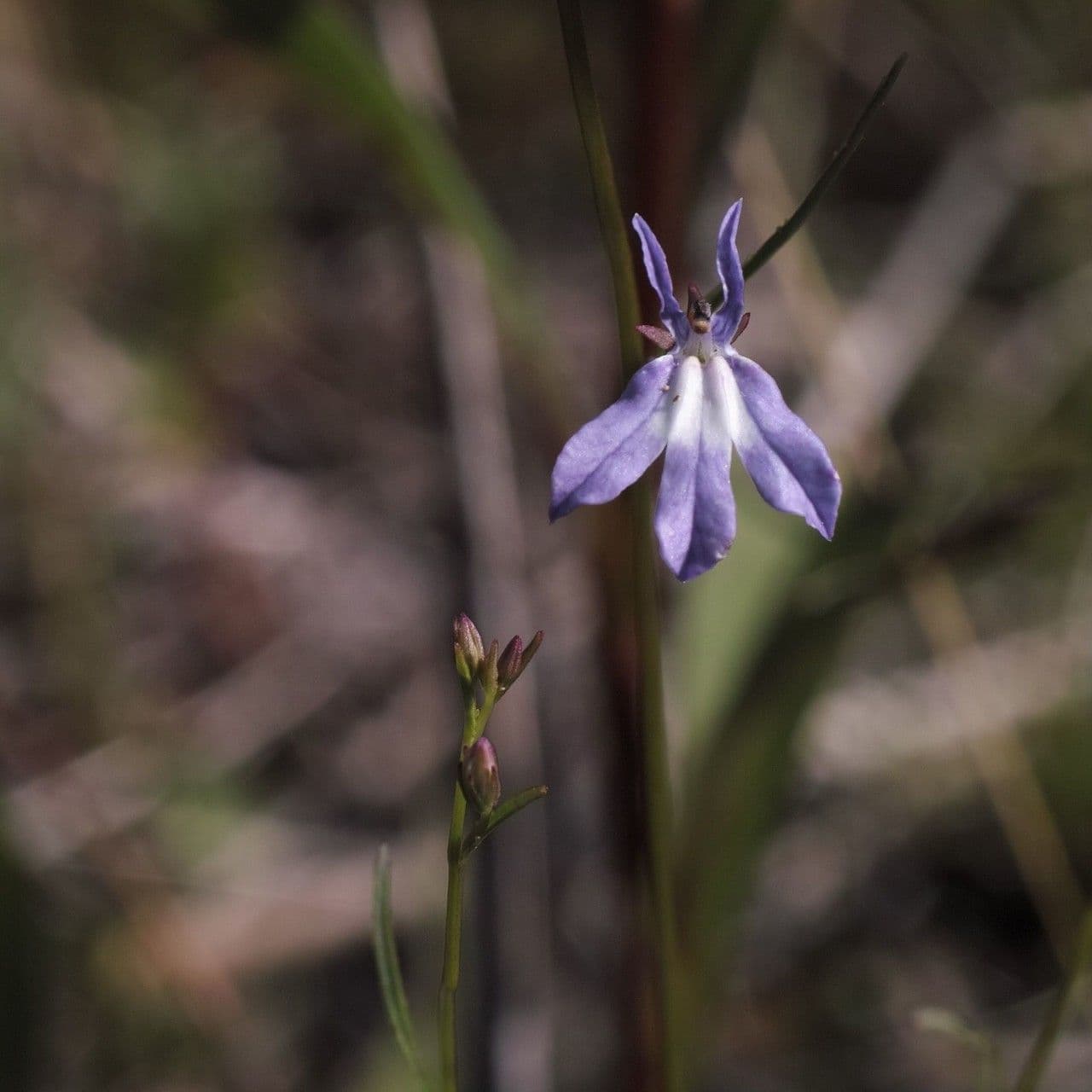 Lobelia kalmii displaying bright blue flowers along a water's edge