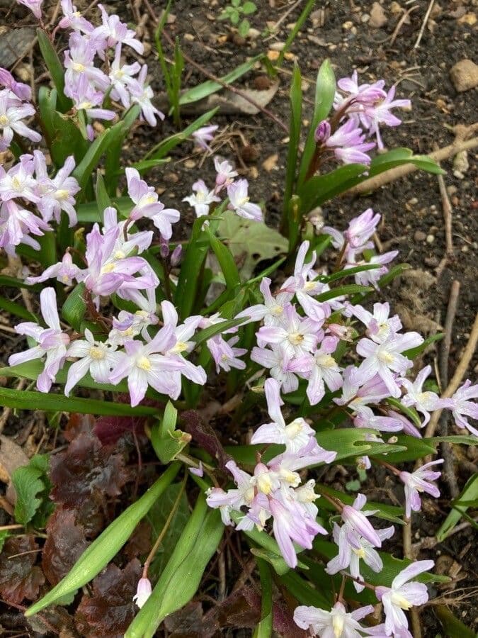 Scilla forbesii with larger blue flowers in clusters