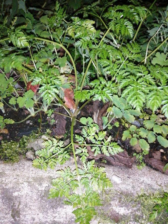 Gift-Wasserschierling (Cicuta virosa) mit weißen Blüten in einer feuchten, sonnigen Wiesenlandschaft